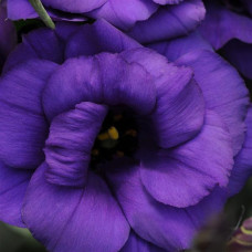 Еустома (Лізіантус) ABC 1 PURPLE, 100 шт, PanAmerican