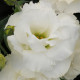 Еустома (Лізіантус) ABC 1 WHITE, 1000 шт, PanAmerican