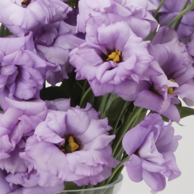 Эустома (Лизиантус) ABC 2 LAVENDER