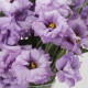 Эустома (Лизиантус) ABC 2 LAVENDER