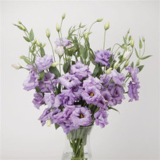 Эустома (Лизиантус) ABC 2 LAVENDER