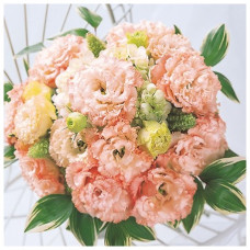 Еустома (Лізіантус) Alissa 2: Light Apricot, 50 шт, Sakata