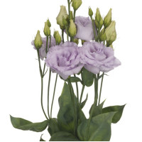 Еустома (Лізіантус) Alissa 1: Lavender, 250 шт, Sakata