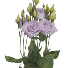 Еустома (Лізіантус) Alissa 1: Lavender, 50 шт, Sakata