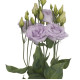 Еустома (Лізіантус) Alissa 1: Lavender, 250 шт, Sakata