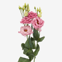 Еустома (Лізіантус) Alissa 1: Rose, 50 шт, Sakata
