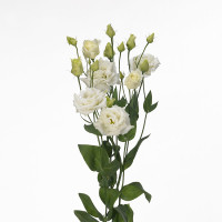 Еустома (Лізіантус) Alissa 1: White, 50 шт, Sakata