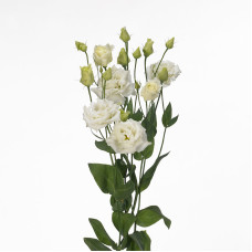 Еустома (Лізіантус) Alissa 1: White, 50 шт, Sakata