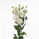 Еустома (Лізіантус) Alissa 1: White, 250 шт, Sakata