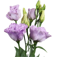 Еустома (Лізіантус) Alissa 2: Lavender, 50 шт, Sakata