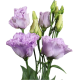 Еустома (Лізіантус) Alissa 2: Lavender, 250 шт, Sakata