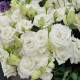 Еустома (Лізіантус) Alissa 2: White, 50 шт, Sakata