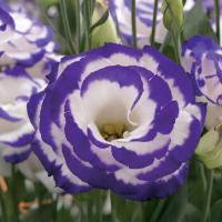 Эустома (Лизиантус) Arena 2 Purple Picotee
