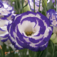 Эустома (Лизиантус) Arena 2 Purple Picotee