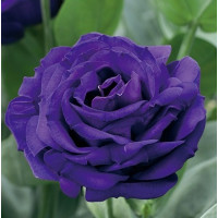 Еустома (Лізіантус) Arena 3 Purple, 10 шт, Takii