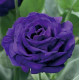 Еустома (Лізіантус) Arena 3 Purple, 1000 шт, Takii