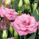 Эустома (Лизиантус) Arena 4 Rose