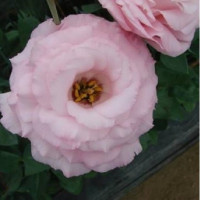 Еустома (Лізіантус) Arena 3 Clear Pink, 10 шт, Takii