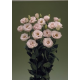 Эустома (Лизиантус) Arena 2 Light Pink