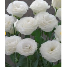 Еустома (Лізіантус) Arena 3 White, 10 шт, Takii