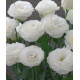 Еустома (Лізіантус) Arena 3 White, 250 шт, Takii