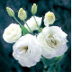 Еустома (Лізіантус) Arena 2 White, 250 шт, Takii
