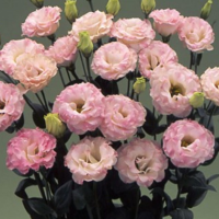 Еустома (Лізіантус) Arena 3 Pink Flash, 10 шт, Takii