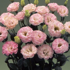 Еустома (Лізіантус) Arena 3 Pink Flash, 250 шт, Takii