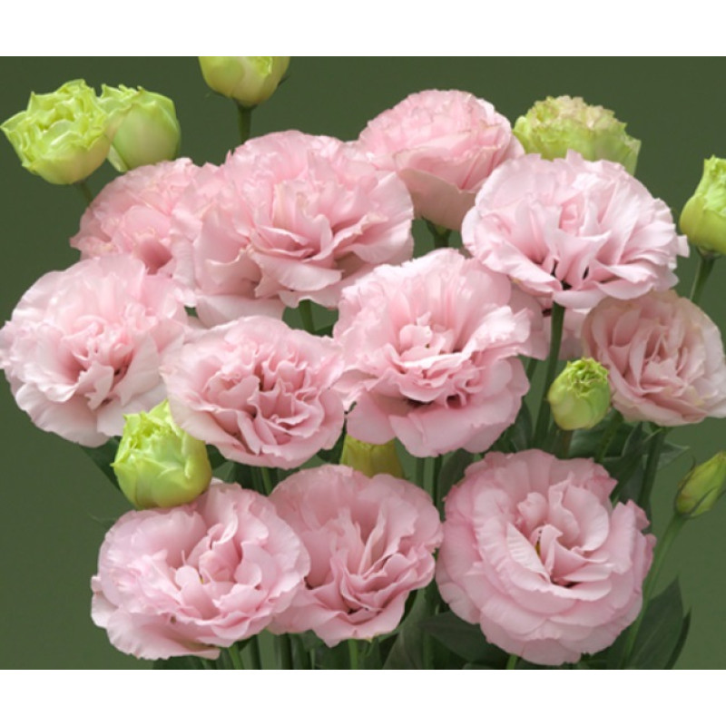 Еустома (Лізіантус) Arena 1 Light Pink 250 шт, Takii