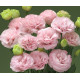 Еустома (Лізіантус) Arena 1 Light Pink 250 шт, Takii