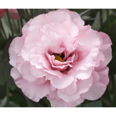 Еустома (Лізіантус) Arena 1 Light Pink 50 шт, Takii