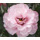 Еустома (Лізіантус) Arena 1 Light Pink 250 шт, Takii