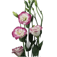 Эустома (Лизиантус) Aube 4: Rose Picotee
