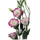 Эустома (Лизиантус) Aube 4: Rose Picotee