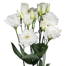 Еустома (Лізіантус) Aube 4: Pure White, 50 шт, Sakata