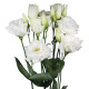 Еустома (Лізіантус) Aube 4: Pure White, 50 шт, Sakata