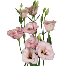 Еустома (Лізіантус) Aube 3: Light Pink, 50 шт, Sakata