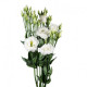 Еустома (Лізіантус) Aube 3: Pure White, 250 шт, Sakata