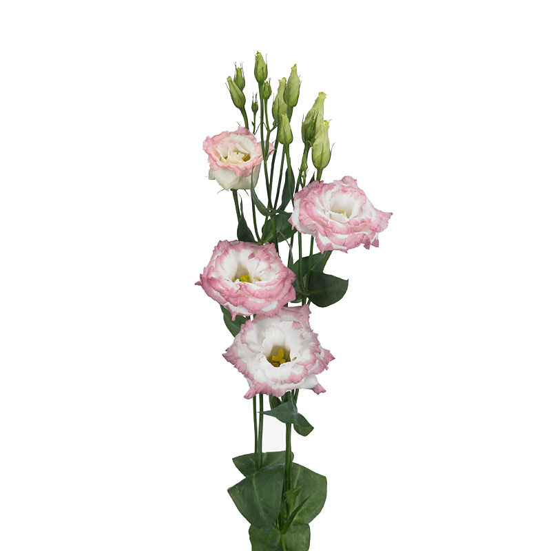 Еустома (Лізіантус) Aube 3: Pink Picotee, 250 шт, Sakata