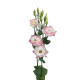 Еустома (Лізіантус) Aube 3: Pink Picotee, 250 шт, Sakata