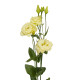 Эустома (Лизиантус) Aube 4: Rose Picotee