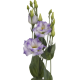 Еустома (Лізіантус) Aube 3: (h 80-90см) Blue Flash, 50 шт, Sakata