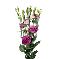 Эустома (Лизиантус) Aube 3: Rose Pink
