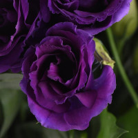 Еустома (Лізіантус) Can Can F1 Purple, 10 шт, PanAmerican