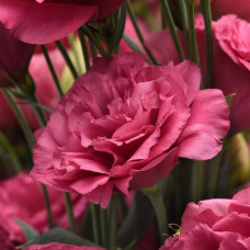 Эустома (Лизиантус) Can Can F1 Carmine Rose