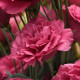 Эустома (Лизиантус) Can Can F1 Carmine Rose