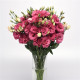 Эустома (Лизиантус) Can Can F1 Carmine Rose