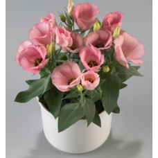 Еустома (Лізіантус) Carmen Rose, 1000 шт, Takii