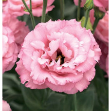 Еустома (Лізіантус) Corelli 3 Rose, 50 шт, Takii