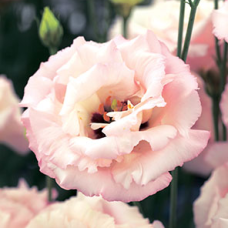 Эустома (Лизиантус) Corelli 3 Light Pink